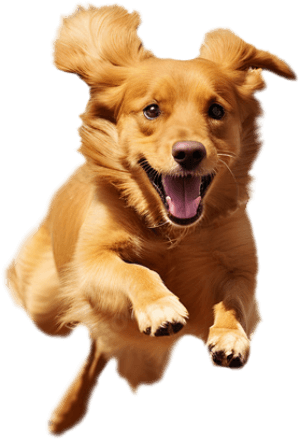 Chien